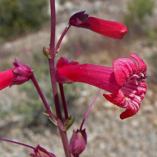 Utah Penstemon