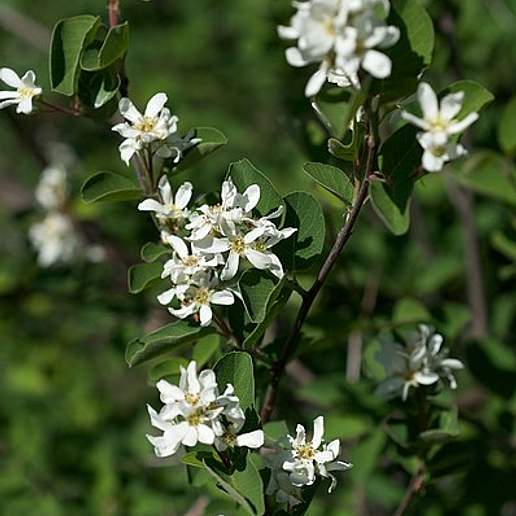 Utah Serviceberry