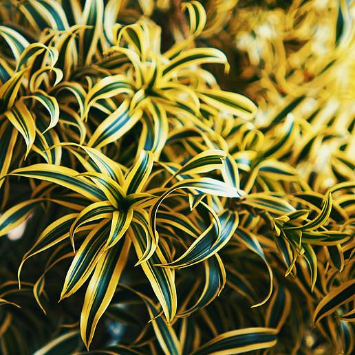 Tri Colored Dracaena