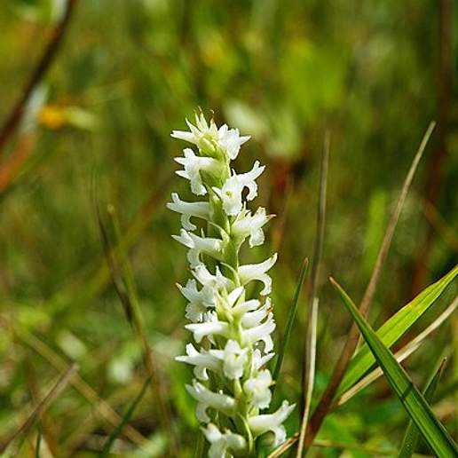 Flood Ladies Tresses