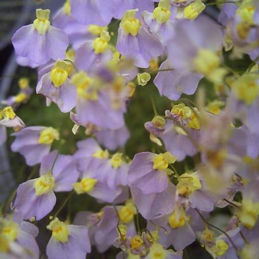 Utricularia bisquamata
