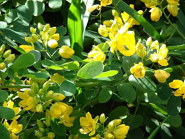 Christmas Senna