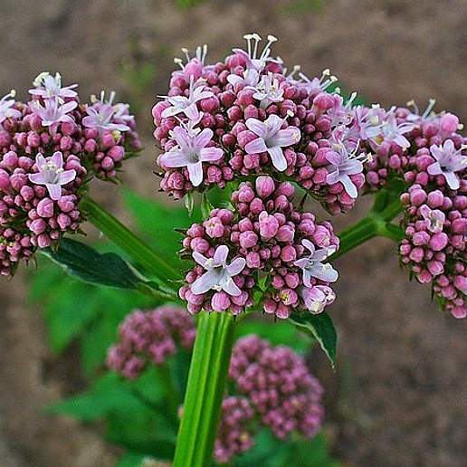 Valeriana Angustifolia