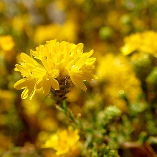 Lessingia Germanorum Tomentosa