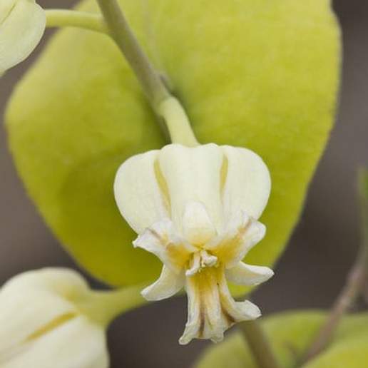 Varied Leaved Jewelflower