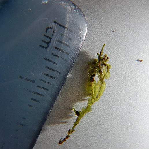 Lophocolea Reflexula