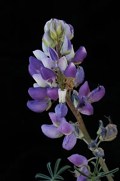 Lindley's Varied Lupine