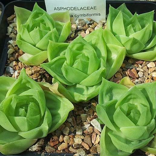 Boatleaf Howorthia