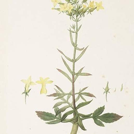 Christmas Tree Plant