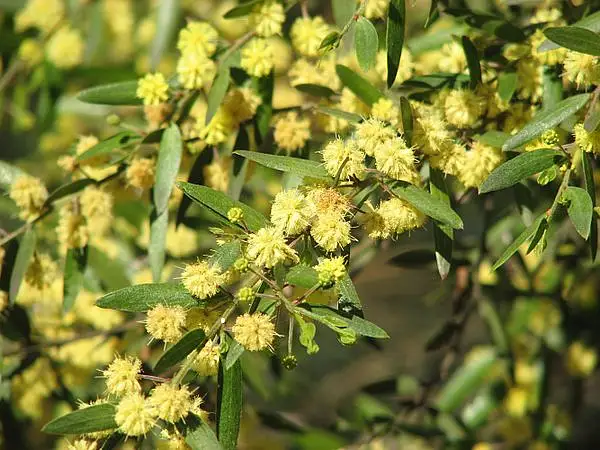 Varnish Wattle