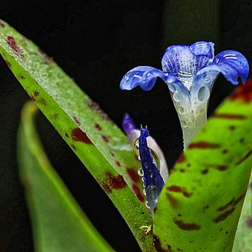 Neoregelia lilliputiana