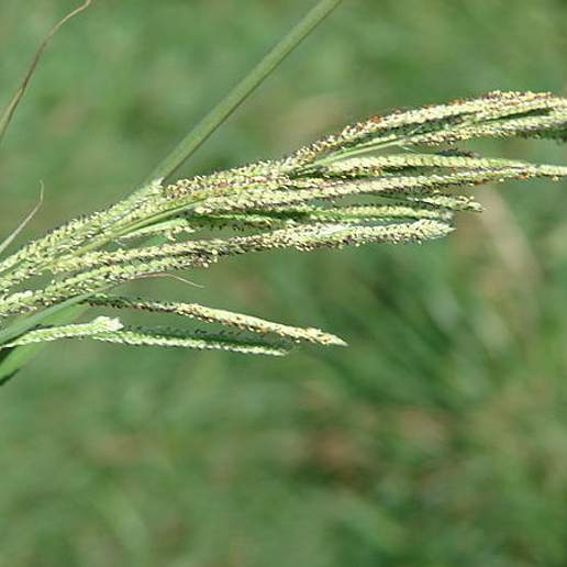 Vasey Grass
