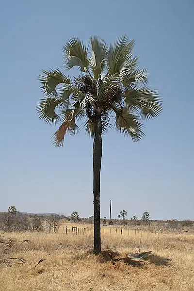 Real Fan Palm