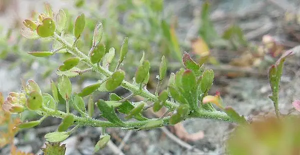 Veiny Pepperweed