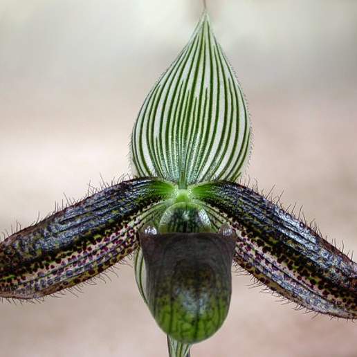 Ward's Paphiopedilum