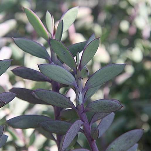 Vertical Leaf Senecio