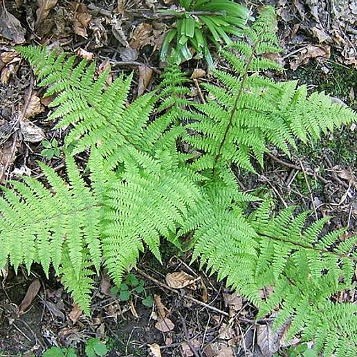 Lady Fern