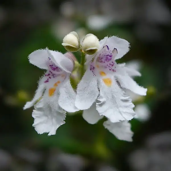 Mountain Lilac