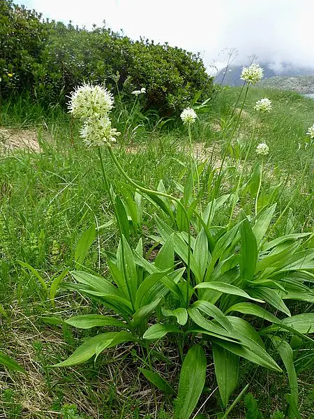 Long Root Garlic