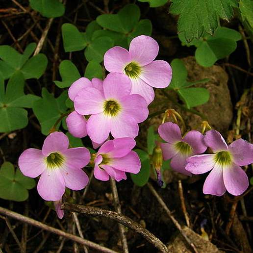 Violet Woodsorrel