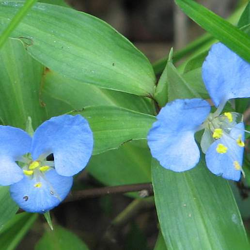 Virginian Dayflower