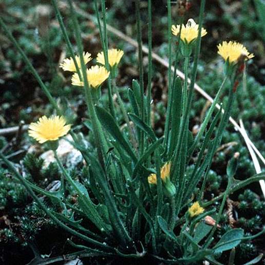 Virginia Dwarfdandelion