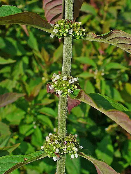 Water Bugle