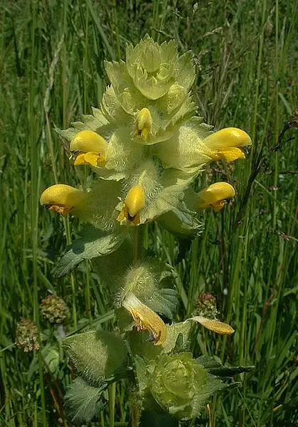 European Yellowrattle