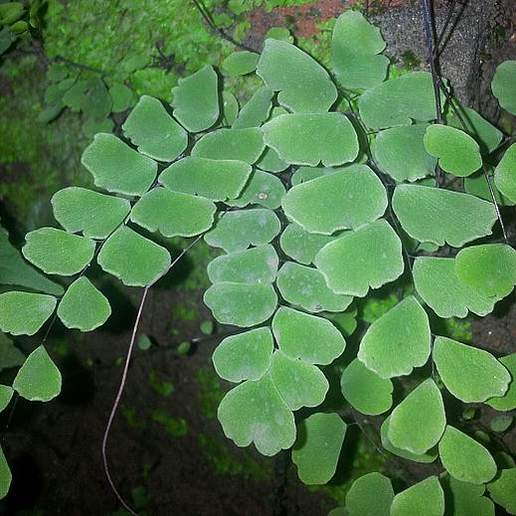Adiantum Lunulatum Subjunonicum