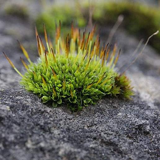 Wall Screw Moss