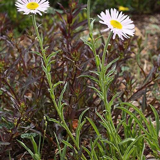 Wandering Fleabane