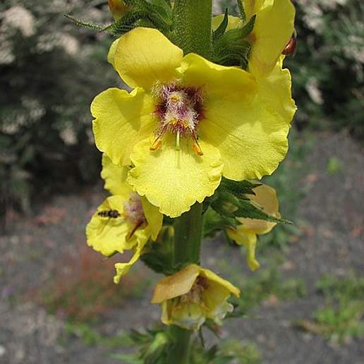 Twiggy Mullein