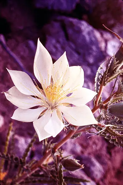 Evening Starflower