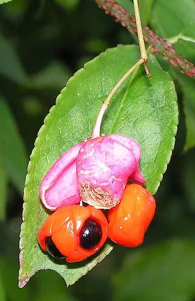 Rough Stemmed Spindle