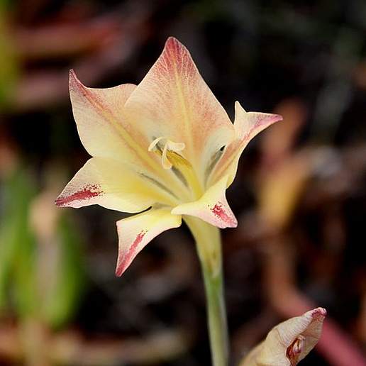Large Gladiolus