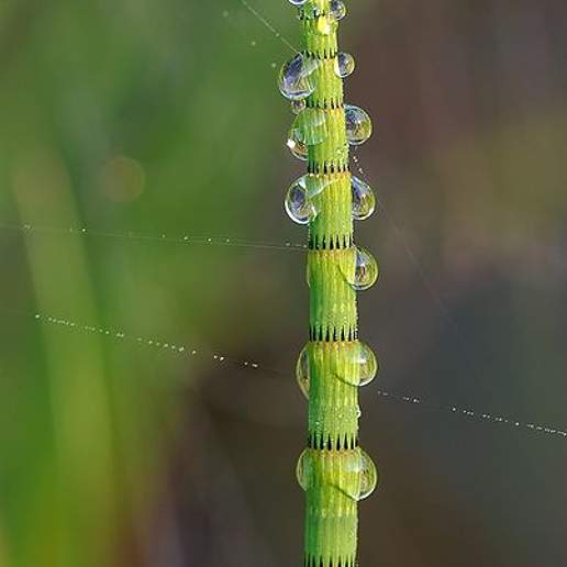 Water Horsetail