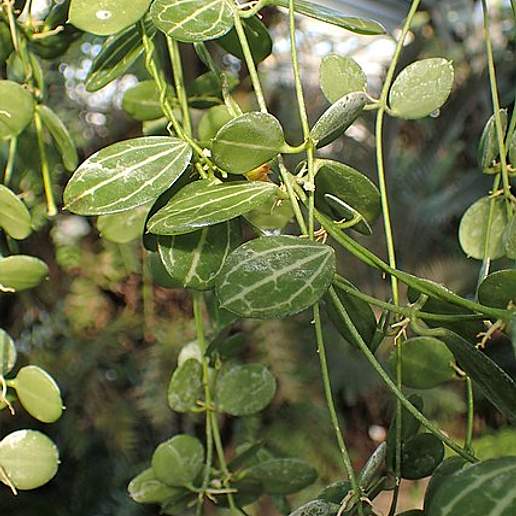 Watermelon Dischidia