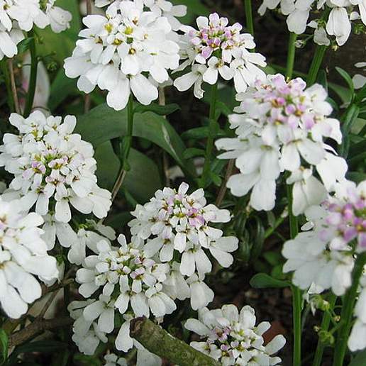 Evergreen Candytuft