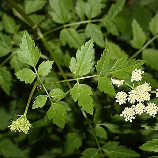 American Water Parsley