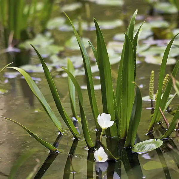 Water Soldiers