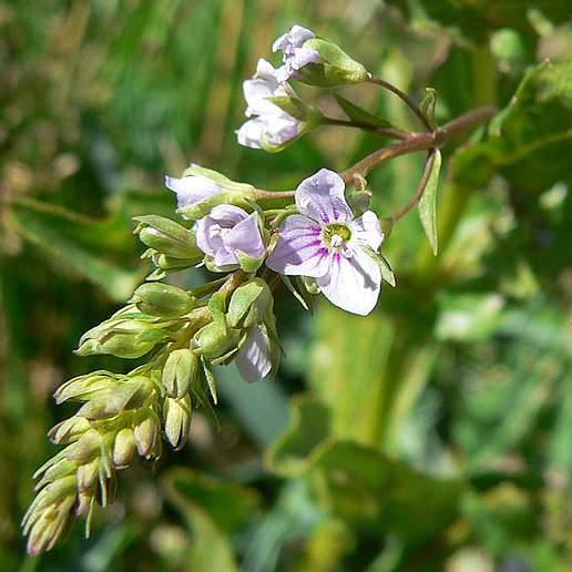 Blue Water Speedwell