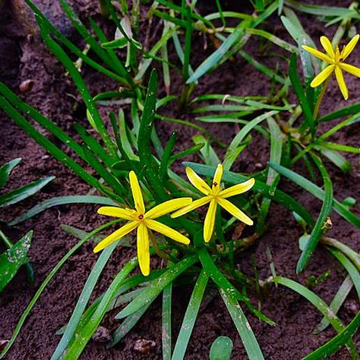 Grass Leaf Mud Plantain
