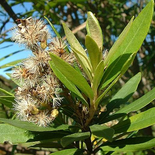 Oligocarpha Nereifolia