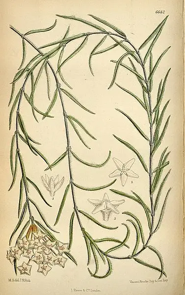 Hanging Wax Plant