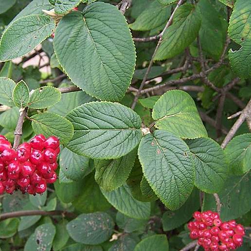 Wayfaring Tree Viburnum
