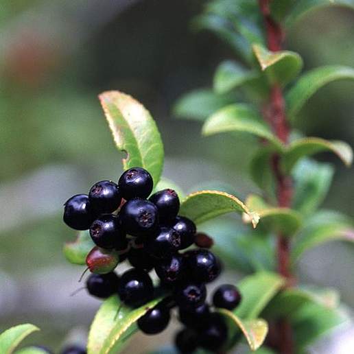 Evergreen Blueberry