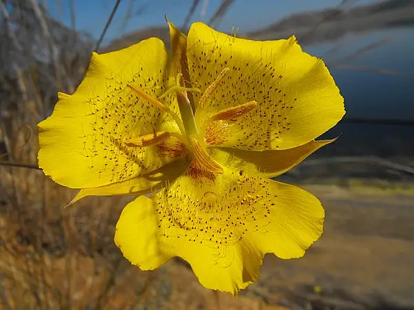 Weed's Mariposa Lily