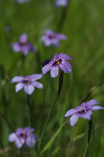 Western Blue Eyed Grass