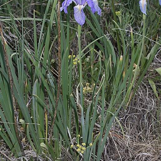 Rocky Mountain Iris