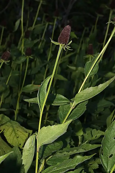 Western Coneflower